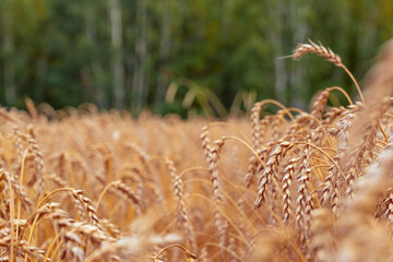 Golden Cereal field with ears of wheat,Agriculture farm and farming concept.Harvest.Wheat...