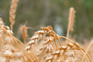 Golden Cereal field with ears of wheat,Agriculture farm and farming concept.Harvest.Wheat...