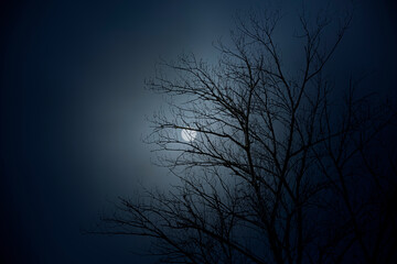 Bare tree in a foggy full moon night