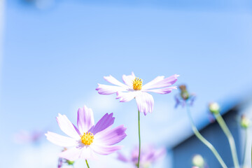 秋桜(コスモス)　秋の風景