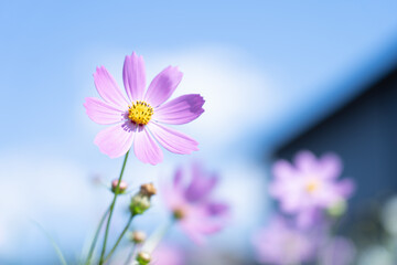 秋桜(コスモス)　秋の風景
