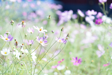秋桜(コスモス)　秋の風景