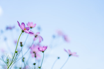 秋桜(コスモス)　秋の風景