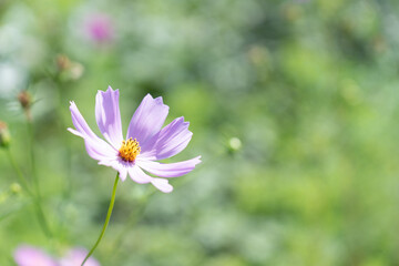 秋桜(コスモス)　秋の風景