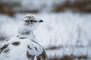 Arctic Partridge