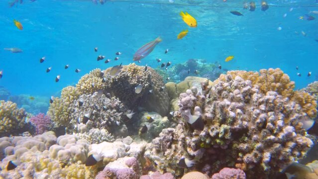 Shoal of half black and white bicolor Chromis fish swim over coral reef, slow motion