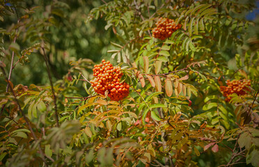 ash berry in autumn