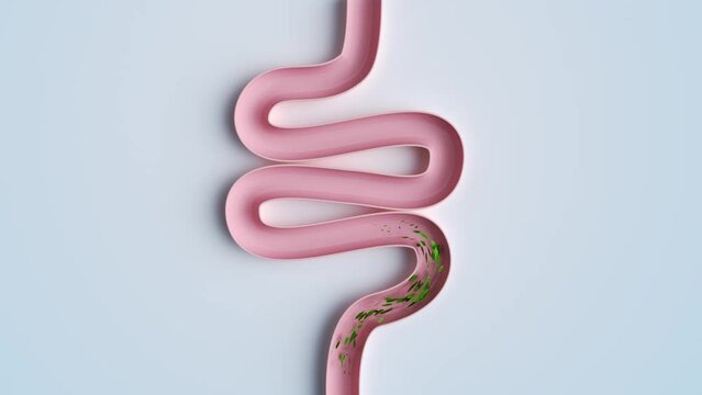 clean intestine canal 3d rendered
