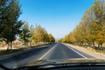 Curved asphalt road surrounded with trees on a sunny day