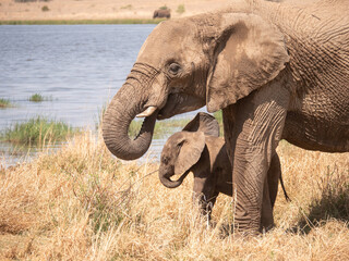 African elephant with tiny calf drinks water from dam in parched savannah