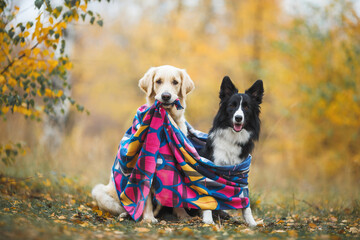 dog golden retriever in autumn