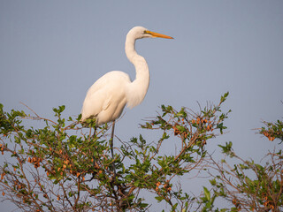 Great Egret stands proud atop green tree branch against blue sky
