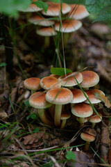 mushroom in the forest