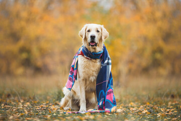 dog golden retriever in autumn