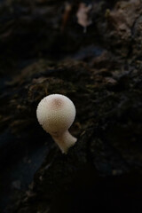 mushrooms in the forest