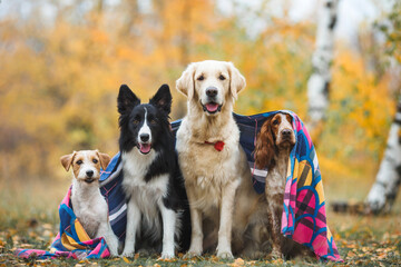 group of dogs portrait in autumn golden retriever spaniel border collie jack russell terrier