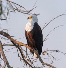 African Fish Eagle sits in shade on dry tree branch against blue sky