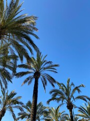 Obraz premium Palm trees against blue sky