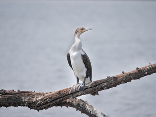 Juvenile White-Breasted Cormorant sits on poop covered log over grey water, webbed feet clearly visible