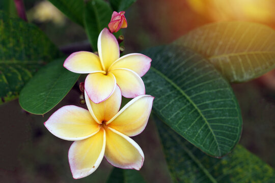 Frangipani flowers yellow. Commonly known as plumeria, Frangipani, Temple tree. The flowers are fragrant and are medicinal herbs used in combination with betel nut. It is used as a remedy for fever .