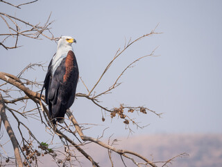 African Fish Eagle sits in tree branch, surveying the area around