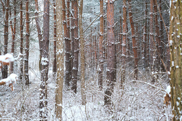 winter scene in the woods