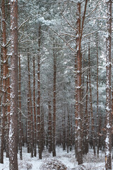 Fototapeta premium winter scene in the woods