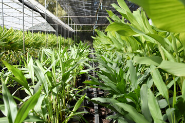 Galangal Herb Plant in the nursery