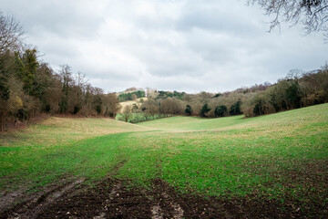 green meadow after rain