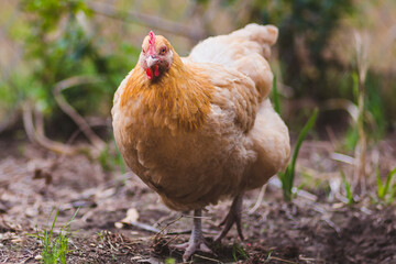 Buff Orpington hen walking around