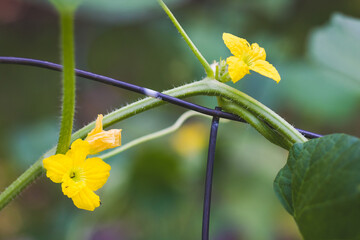 Close up of cantaloupe flower blooms