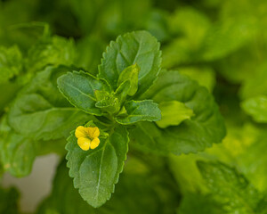 Lindenbergia muraria Flower in garden