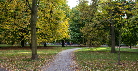 Colorful autumn in the forest. Natural autumn park. Green and yellow garden