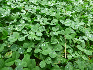 Rainy Drops Green Clover Background
