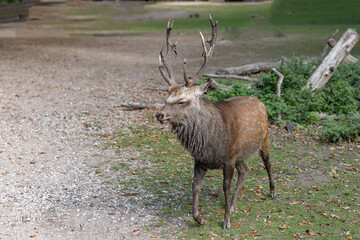 Marselisborg Deer Park,Red deer (Cervus elaphus) is a common name for adult male deer where each antler has five or more teeth.Aarhus,Denmark,Europe