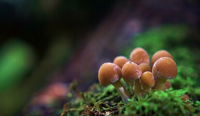 Leśne grzyby w pogodną jesień