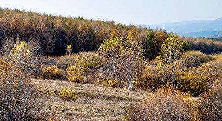 Fototapeta premium Golden larch trees in autumn