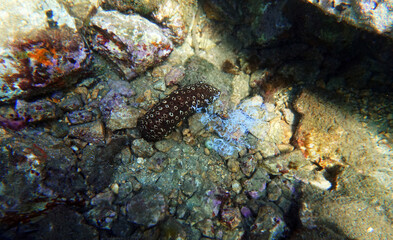 Fototapeta na wymiar Underwater photography of Sea Cucumber - (Holothuria sanctori) 