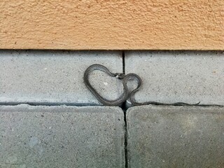 Snake, small and brown, lying on the concrete pavement at the edge of the wall