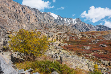 Colorful autumn landscape with willow tree among multicolor shrubs and sharp rocks in sunny day. Vivid autumn colors in high mountains. Motley mountain flora with view to rocky range in bright sun.