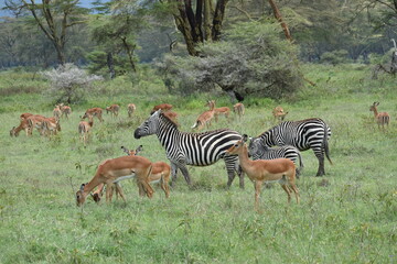 herd of zebras