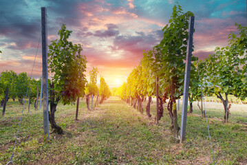 Beautiful sunset over Tuscan vineyards. . High quality photo