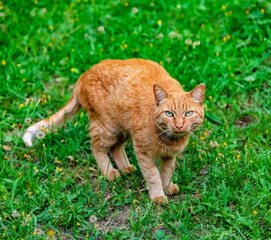 Naklejka na ściany i meble Red cat close-up on the background of green grass in summer