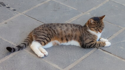 A white-brown cat in close-up lies on the asphalt