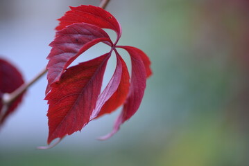 bright burgundy leaf texture, red vine leaves, close-up, background of autumn flowers branches, part of a tree, sweet cherry, air purification, photosynthesis, green branches background, red scarlet 