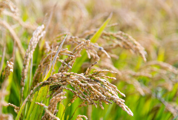 Golden rice field in autumn