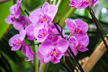 Fototapeta na wymiar Orchid flower, pink Phalaenopsis
