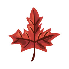 red maple leaf autumn foliage