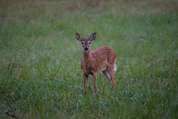 a whitetail deer fawn in the grass
