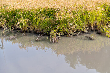 Golden rice field in autumn